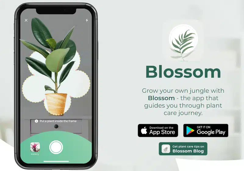 Blossom – Identificar Plantas: Seu Guia Inteligente para o Mundo da Botânica