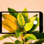 App de escanear plantas: guia para cuidados ideais