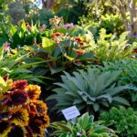 Identifique plantas de maneira fácil