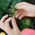 Como Identificar Plantas de Forma Fácil