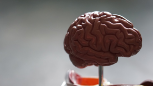 brown brain — Foto por Robina Weermeijer na Unsplash