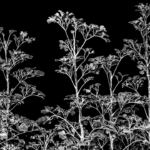 Identifique Plantas Grátis com Scanner