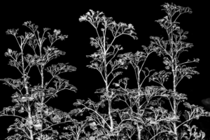 a black and white photo of a plant — Foto por Adrian Dale na Unsplash