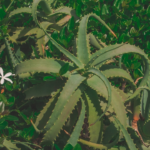 Identifique Plantas Grátis Pelo Celular