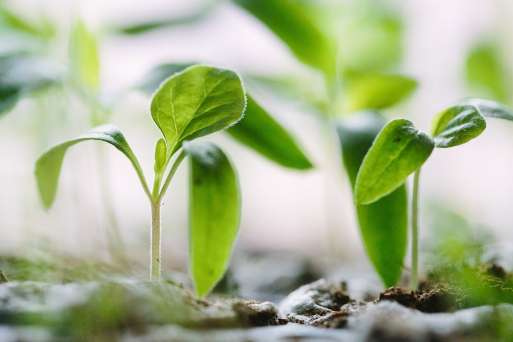 green plants on soil — Foto por Francesco Gallarotti na Unsplash
